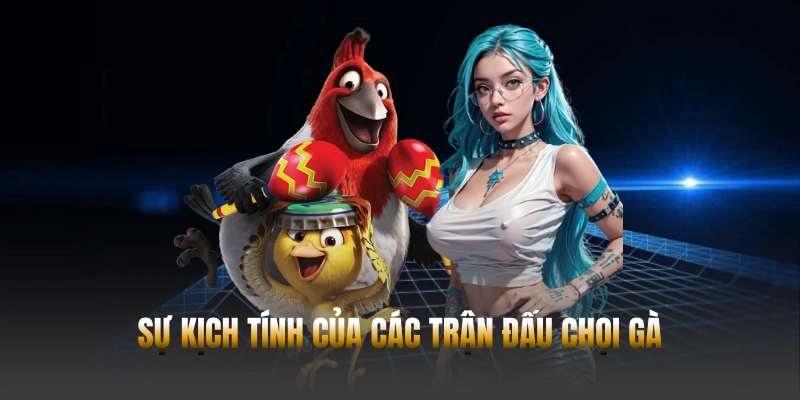 Sự kịch tính của các trận đấu chọi gà